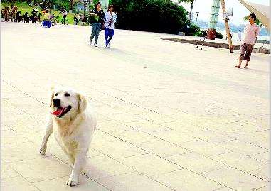 农村狗和城市狗哪个寿命长,农村狗与城市宠物哪个好