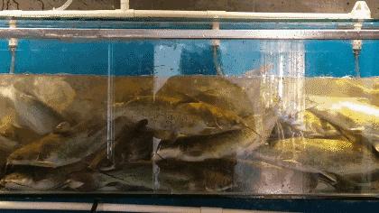 弘阳广场济南老板恋上鱼,济南老板恋上鱼价格