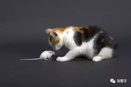 玩客汪推广奖励榜单公布，作弊用户被清理