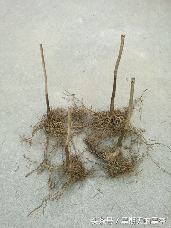 腊梅老桩适合深盆栽培吗,澳洲腊梅栽培的技术要点