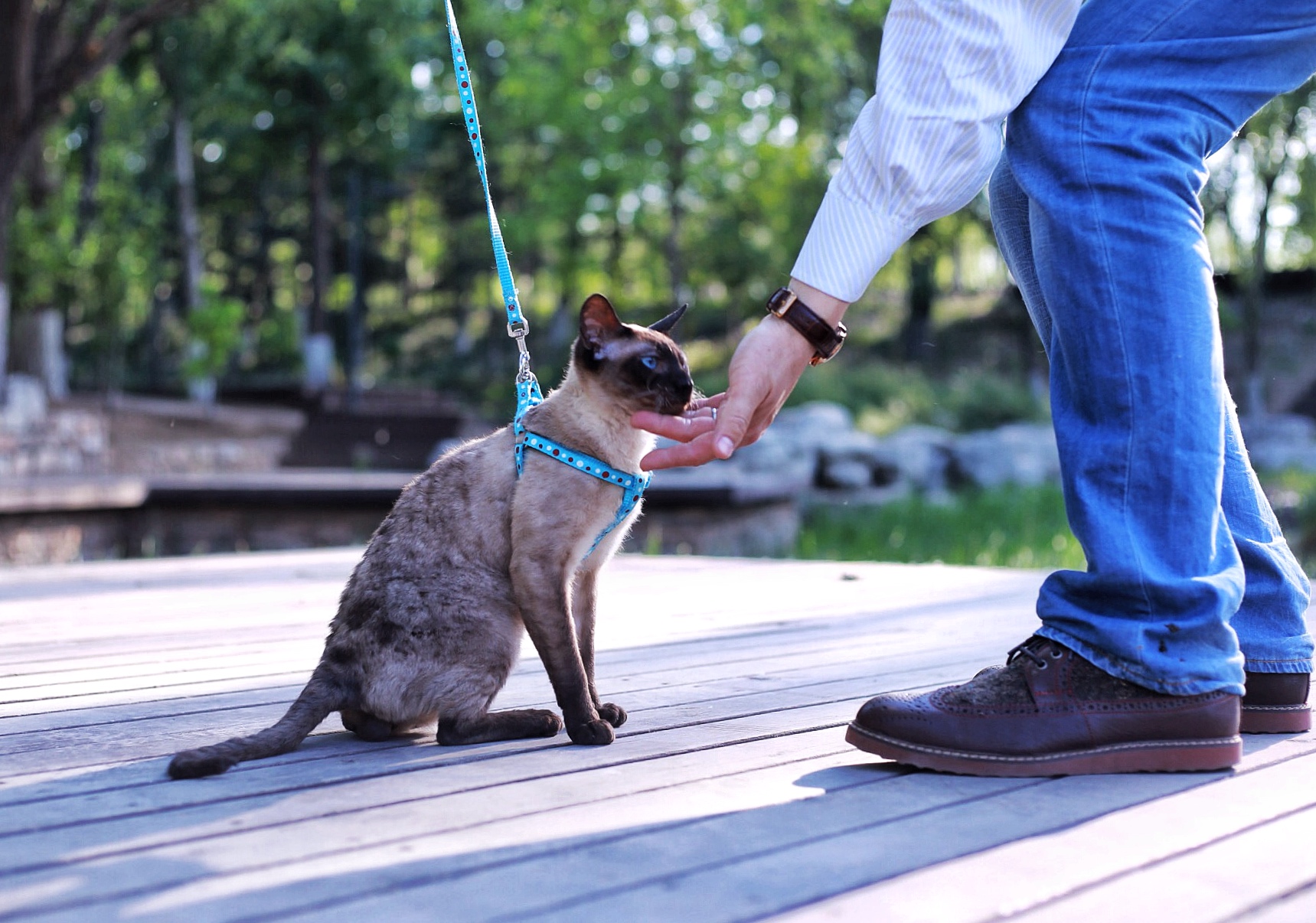 Cats愛初心Bengal家，独一无二卷毛暹罗猫