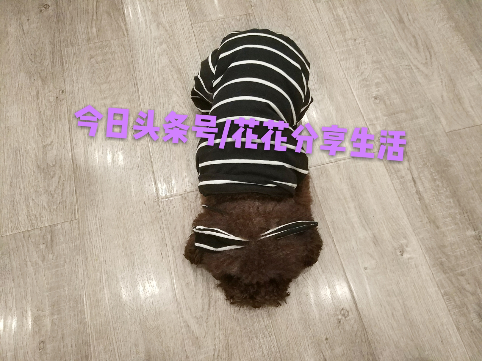 手工制作小狗衣服视频教程,怎样利用旧衣服做狗狗衣服
