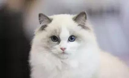 喵咪有虱子剔下来的猫毛怎么处理,喵咪有跳蚤怎么驱虫