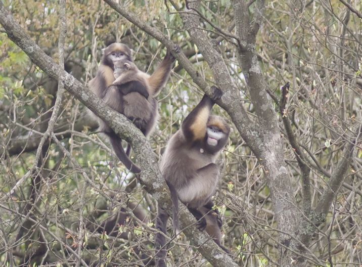 每只黔猴都需要一包“去污粉”