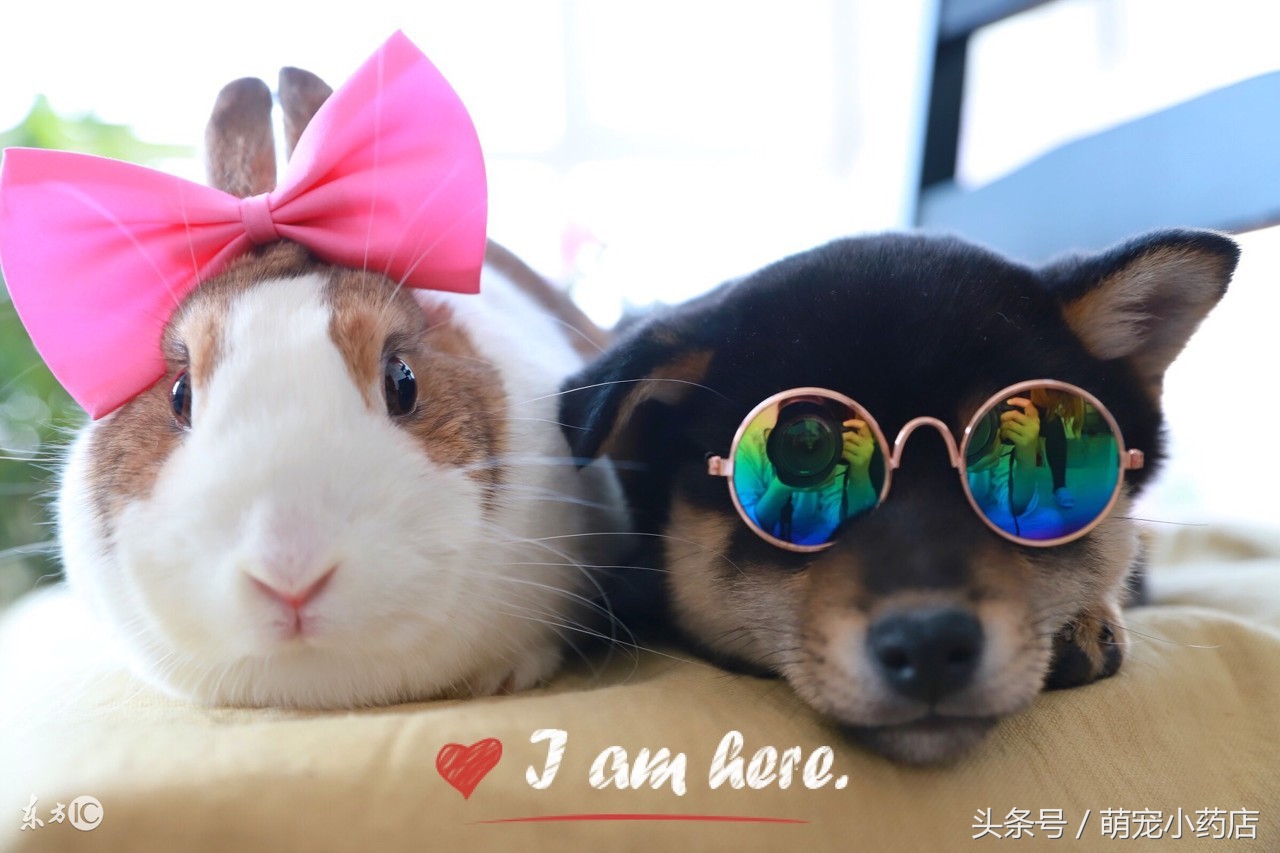 如果养狗一年能花多少钱,如果养狗你会选哪一只