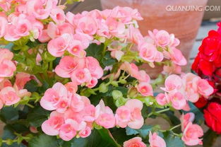 新装修的房子摆什么植物去甲醛,甲醛克星第一名植物