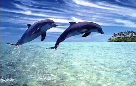 美娜多潜入深圳的海洋,新晋网红岛视频