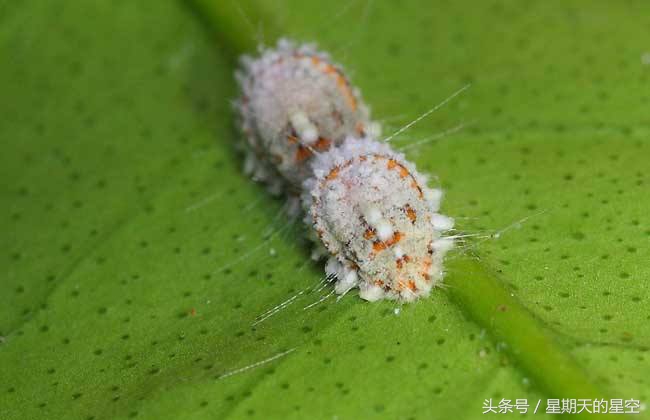 腊梅老桩适合深盆栽培吗,澳洲腊梅栽培的技术要点