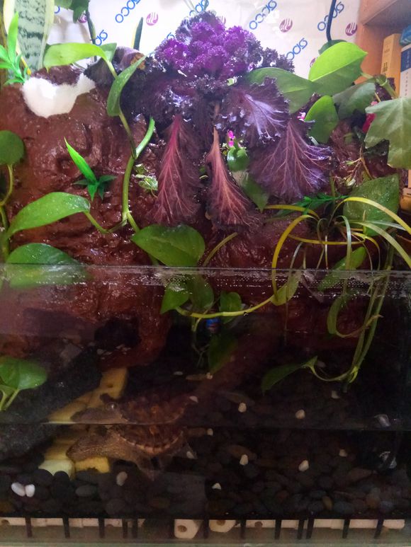 缸小养龟怎么造景,养龟小缸造景图片