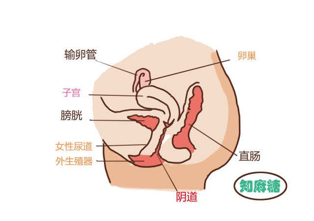 男生不要看女生温馨小贴士,男生勿看女生