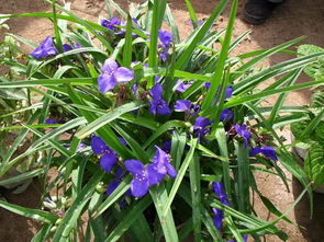 新装修的房子摆什么植物去甲醛,甲醛克星第一名植物