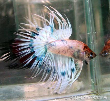 上过滤小鱼缸改造,小鱼缸怎么加装过滤器