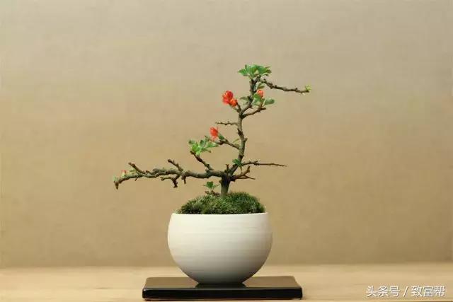 微盆景拍卖,卖小微盆景的利润