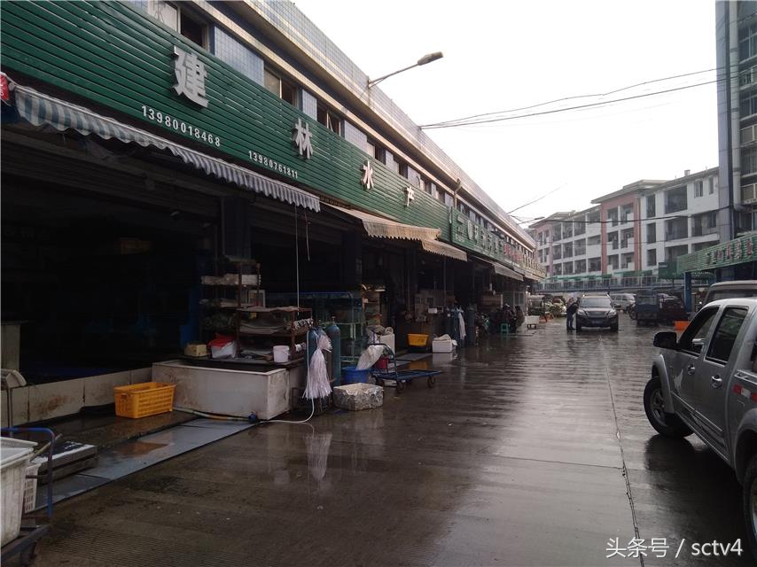 正宗梭边鱼,分不清正反面的鱼