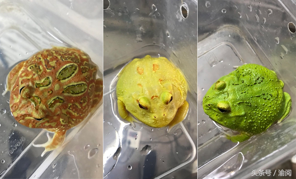 策划｜重庆崽儿养宠物蛙十年花近百万