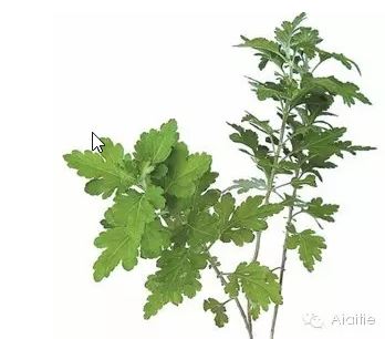 体内有湿热冬天艾灸哪个部位,湿热和寒湿艾灸有哪些要注意的