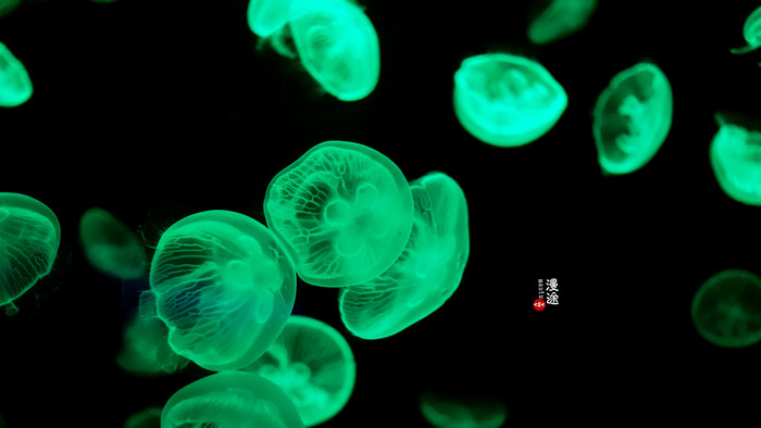 新年广州珠海长隆游记,广州珠海长隆澳门自由行攻略