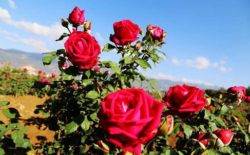 云南玫瑰基地攻略,伟大的五一
