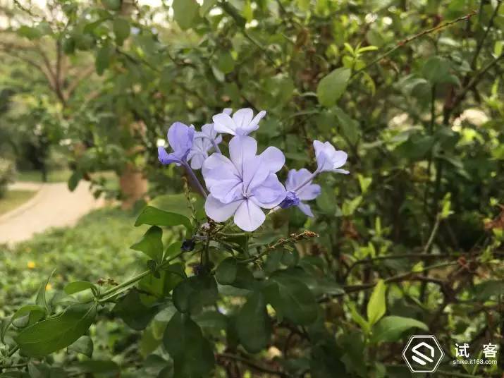 iphone6s测试视频,iphone6试用机