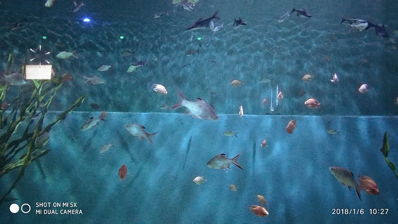 自驾安徽行13天——第一篇开封东京极地海洋馆