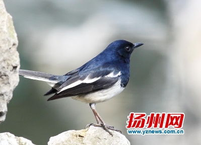 扬州观鸟攻略,瘦西湖的鸟类