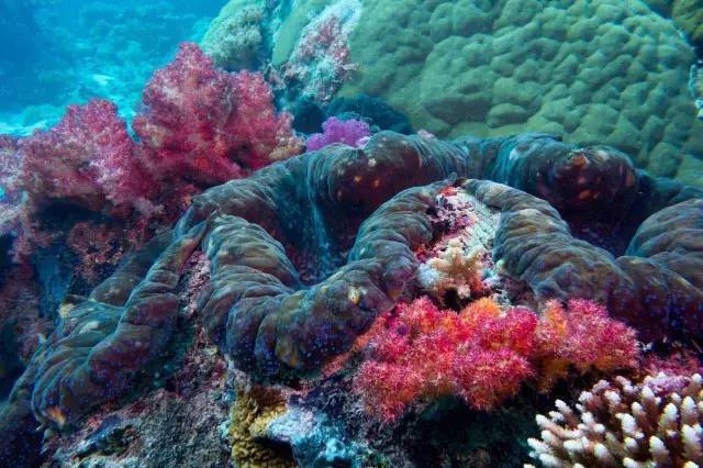 帕劳潜水旅行攻略,帕劳潜水旅行清单