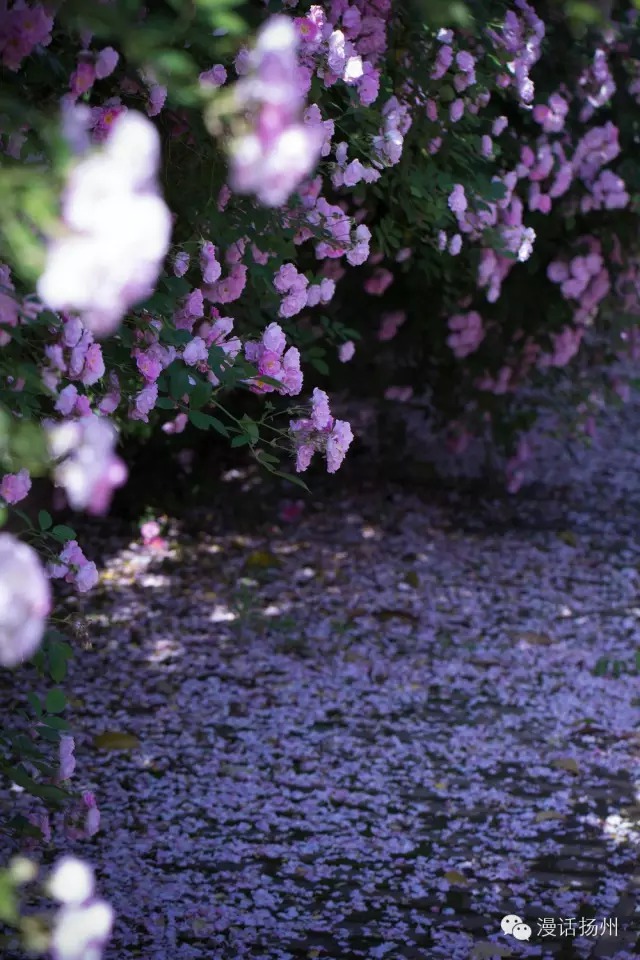 狂风过后蓝天白云天上飘,狂风过后晴空万里