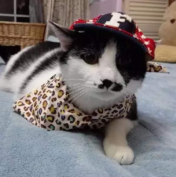 2021年上海领养狗狗,上海领养小动物的地方