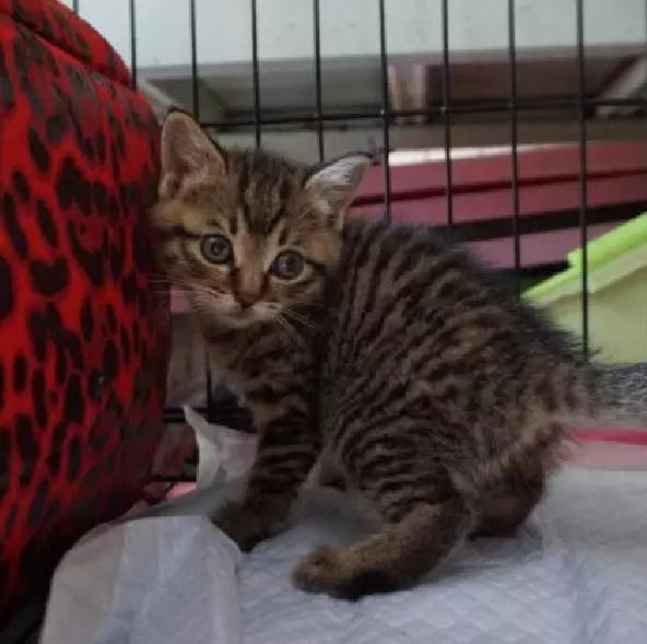 2021年上海领养狗狗,上海领养小动物的地方