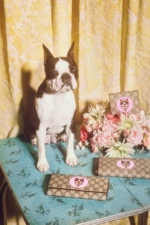gucci狗狗系列,gucci最新款大狗