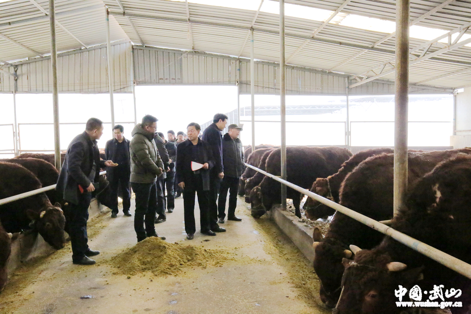 武山通济牧业有限责任公司供港澳秦川牛武山基地揭牌