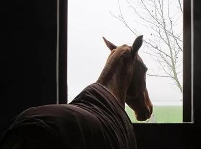 马流感的流行方式,马流感传染