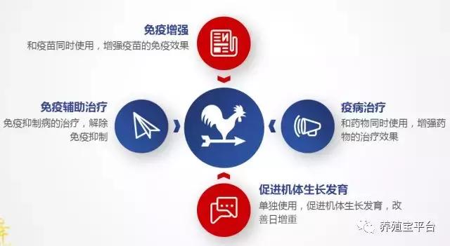 养鸡需要打哪些疫苗,养鸡神药到底是什么