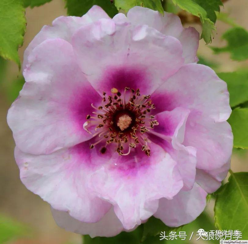 月季的各个品种都是怎样命名的,月季千千万万