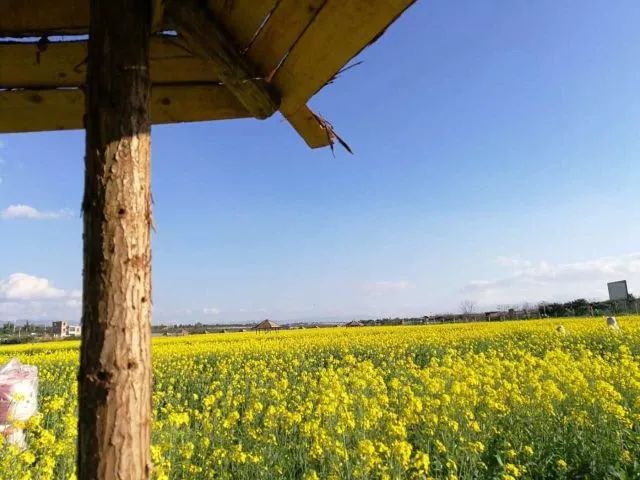 尼苏油菜花,快来打卡油菜花