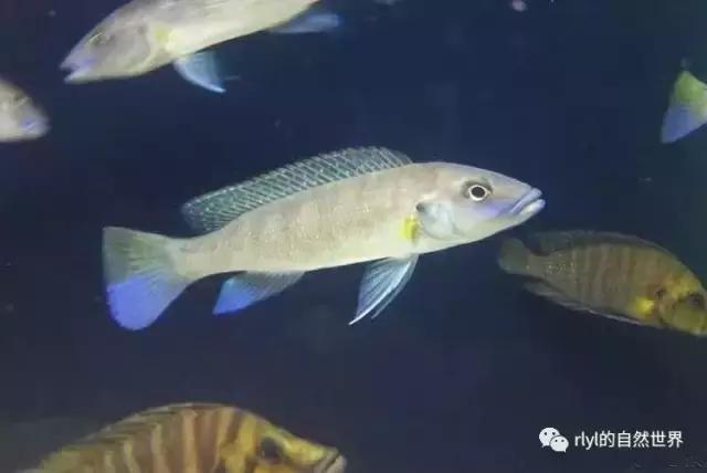 「鱼标本戏说非洲慈鲷」第二章：威严庄重的坦湖酋长——大型炮弹