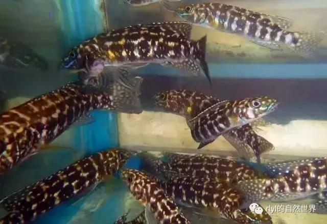 「鱼标本戏说非洲慈鲷」第二章:威严庄重的坦湖酋长——大型炮弹