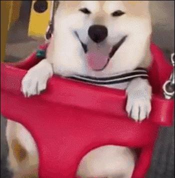 12生肖中一定要好好珍惜的生肖,十二生肖贺岁生肖