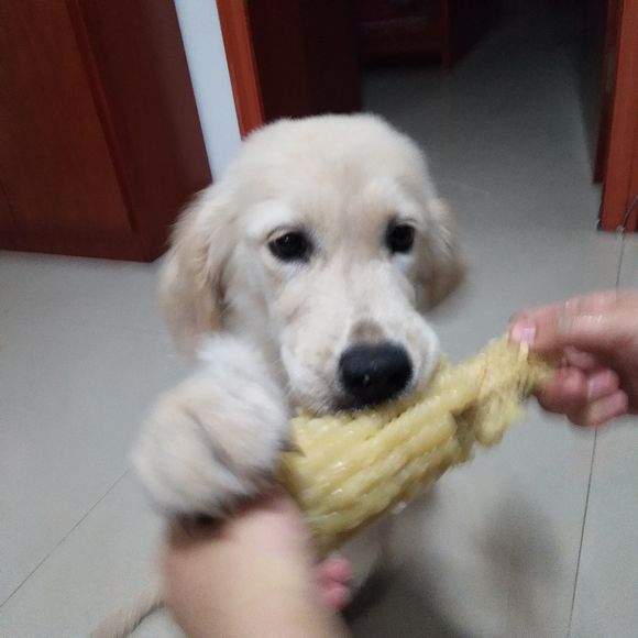 花了600买一只羊,花600买了只猫