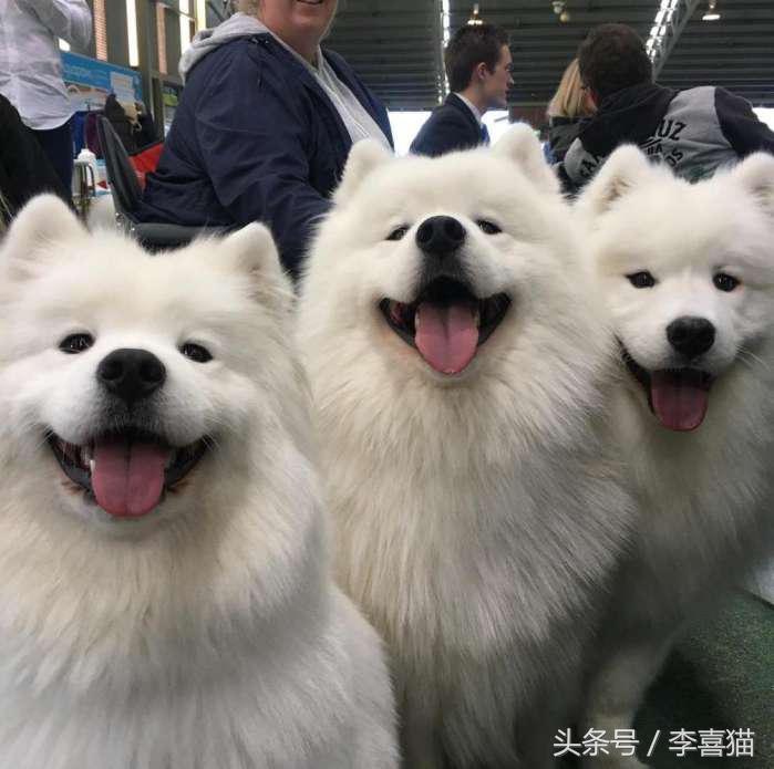 微笑天使萨摩耶，汪星人知名组合雪橇三傻中的一股清流！