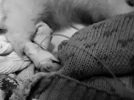 网上800块钱买了一只狗,在网上买了一只死了的狗