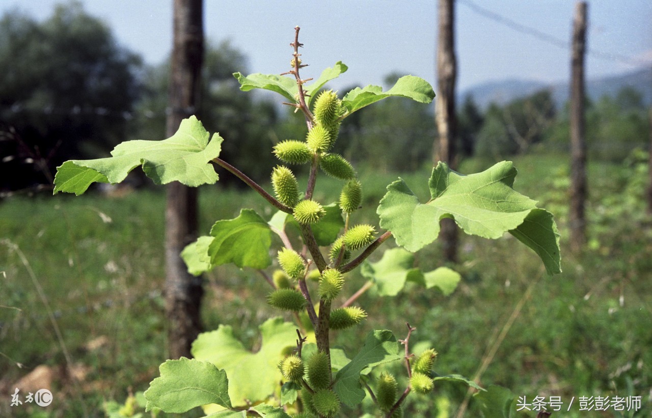 跟老师每日一学草药,跟名师学中医一日五练书籍
