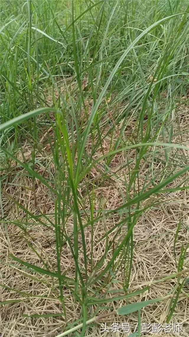 跟师每日一学草药19:香附