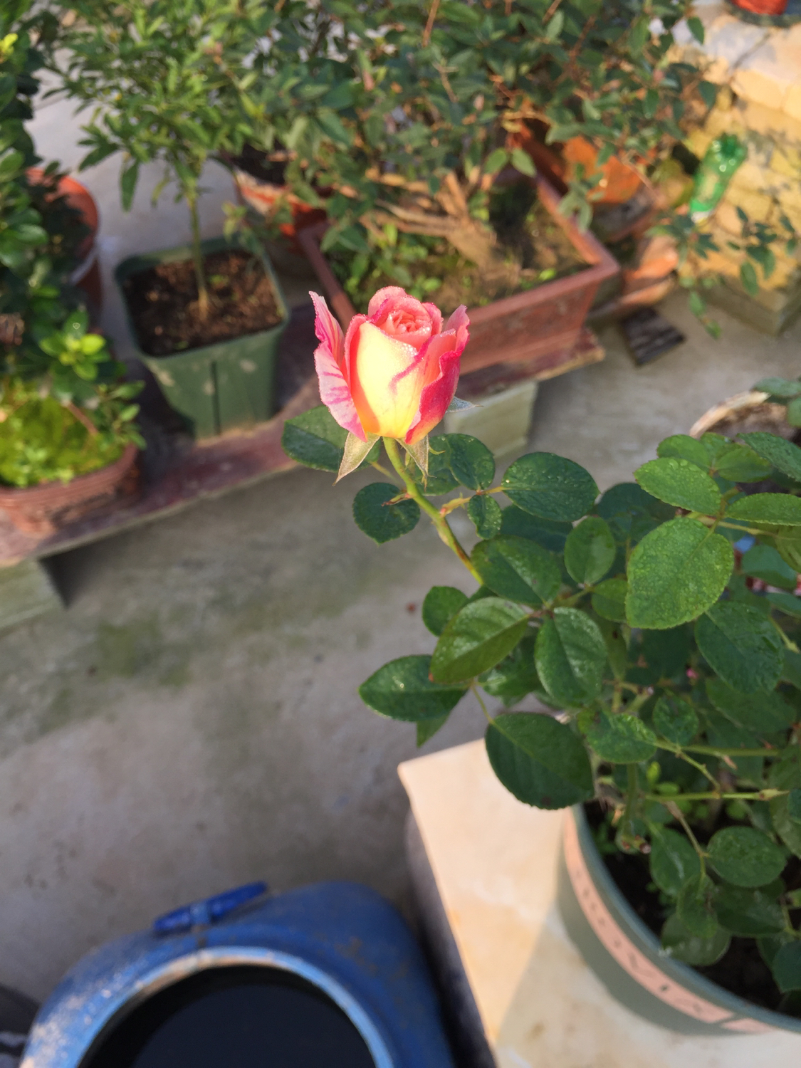 月季越冬的最佳方法,月季如何度夏养护和浇水