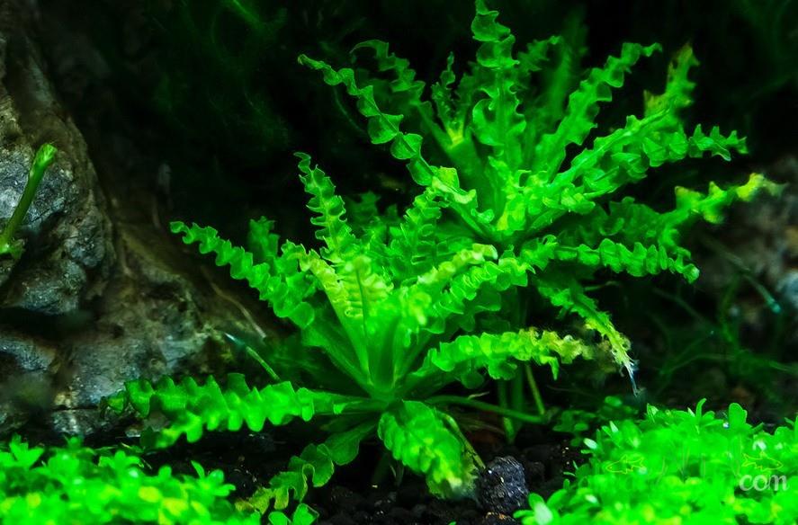 喷泉太阳草怎样种植,喷泉水草怎么养