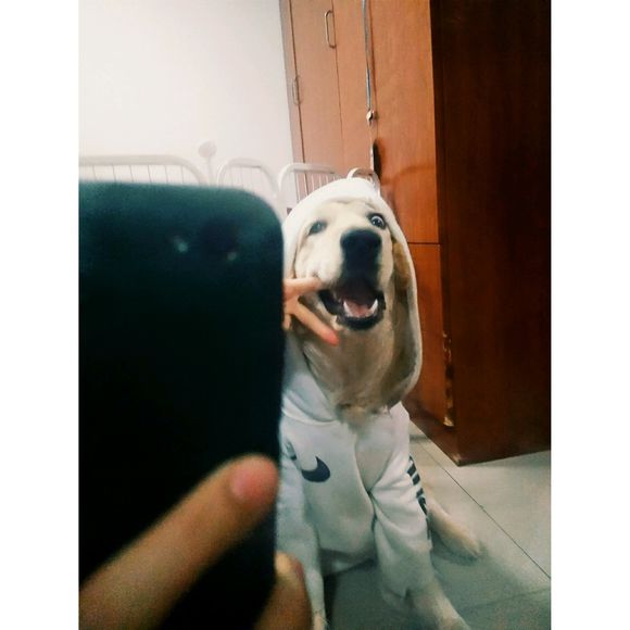 花了600买一只羊,花600买了只猫