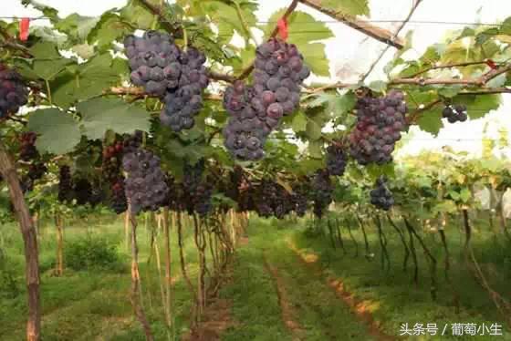 暖棚葡萄一年两熟技术,一年盆栽葡萄的种植技巧和方法