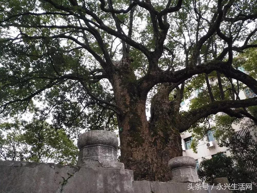 永兴一中老师名单,永兴一中