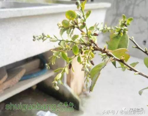 乌饭树做盆景教程,大叶乌饭树和小叶乌饭树都开花吗