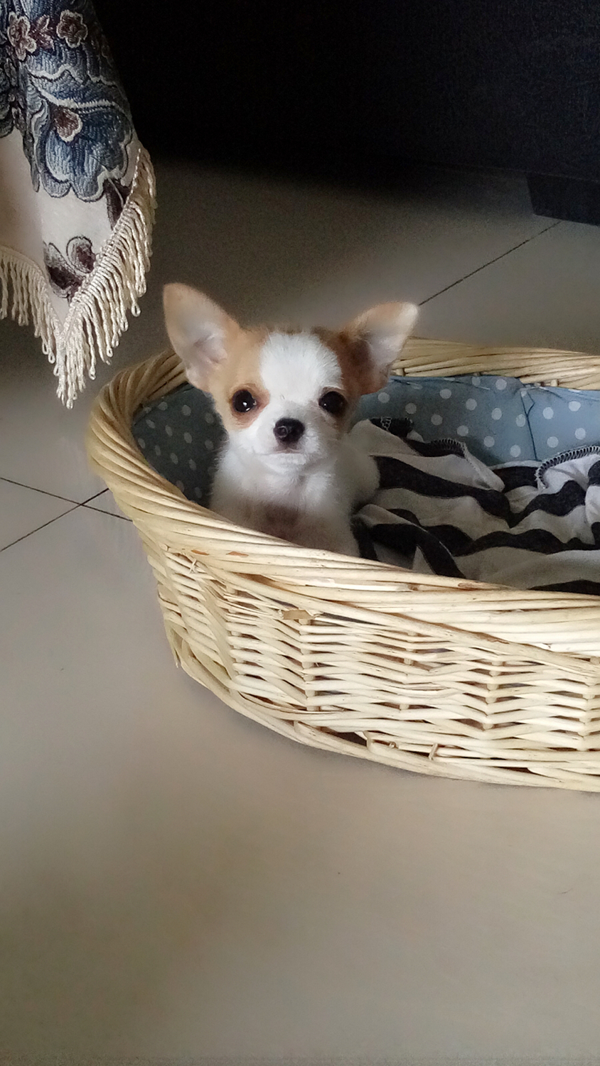 吉娃娃好养吗有哪些缺点,吉娃娃咬人不想养了